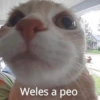 Animalitos con frases 1 ❤️😎 9