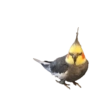 Birds 2.0 23