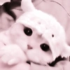 Cute Cat 8