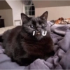✨Gatos Cura Depresión 6😻❤️ 8