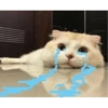 ✨Gatos Cura Depresión 6😻❤️ 14