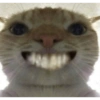 Gatitos fofitos ❤️ 7