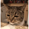Catsarecute 9