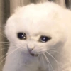 Gatito triste 🥺 5
