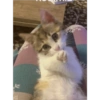 Catsarecute 26