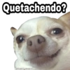 Perritos con FRASES 🐕🐾 1 13