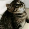Gatos 7