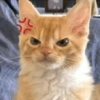 Gatinhos 23