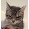 Catsarecute 11