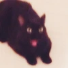 BLACKI BLACKI✧\(>o<)ﾉ✧ 6