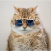 Сумасшедшие кошки 1 27