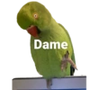 Birds 2.0 5