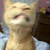 Gatinhosjj 11