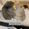 Animalitos🐾🥰 15