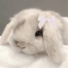 Animais Coquete 10