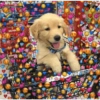 Cães e corações 23