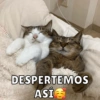 Michitos de amorcito😍 12