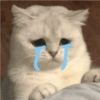 Gatos triste 9