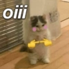 Gatinhos memeiros 🐱 13