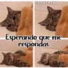 Animales Friolentos 🥶❄ 8