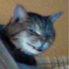 Gatos 16