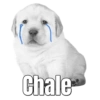 Perritos  12