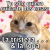 🐱🐾Mishis🐈🐈‍⬛Para Tu Crush💘😻 14