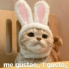 Michis con frases UwU🐱🍭🍨 12
