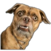 🐾Perritos reacciones🐶🐕 14