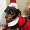 Perritos Navideños (Stickers) 14