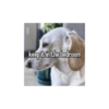 Homophobic dog 24