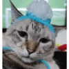 O gato chateado 19