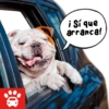 Mi Copiloto Perrón 11