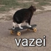 Gatinhos memeiros 🐱 16