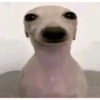 Doguitos fofos 13
