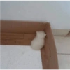 Cats random Vol. 2 30