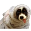Funny pets 17