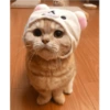 Gatitos heart 3 (mejores) 21