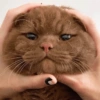 Cats random Vol. 2 5