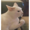 Gatinhosjj 20