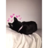 Gatinhos apaixonados fofos 12