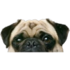 Funny pets 14