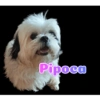 Pipoca