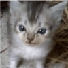 Cats random Vol. 2 21