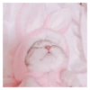 Cute Cat 29
