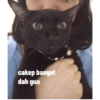 Guji Gosong Kitty 20