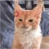 Cats random Vol. 2 22