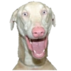Dogs and Cats 15