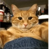 Selfie gatitos 😛 19