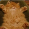 Cats random Vol. 2 16